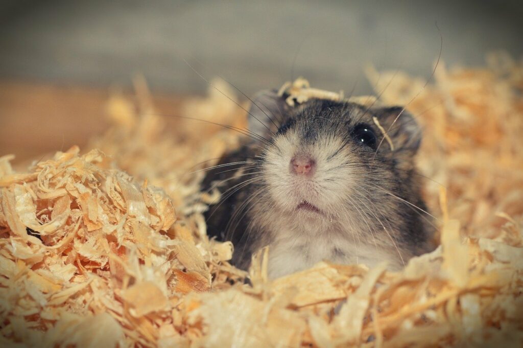 Grundausstattung für einen Hamster