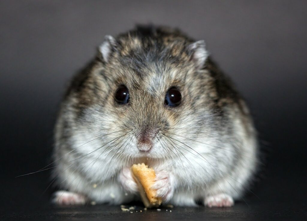 Kosten für einen Hamster als Haustier