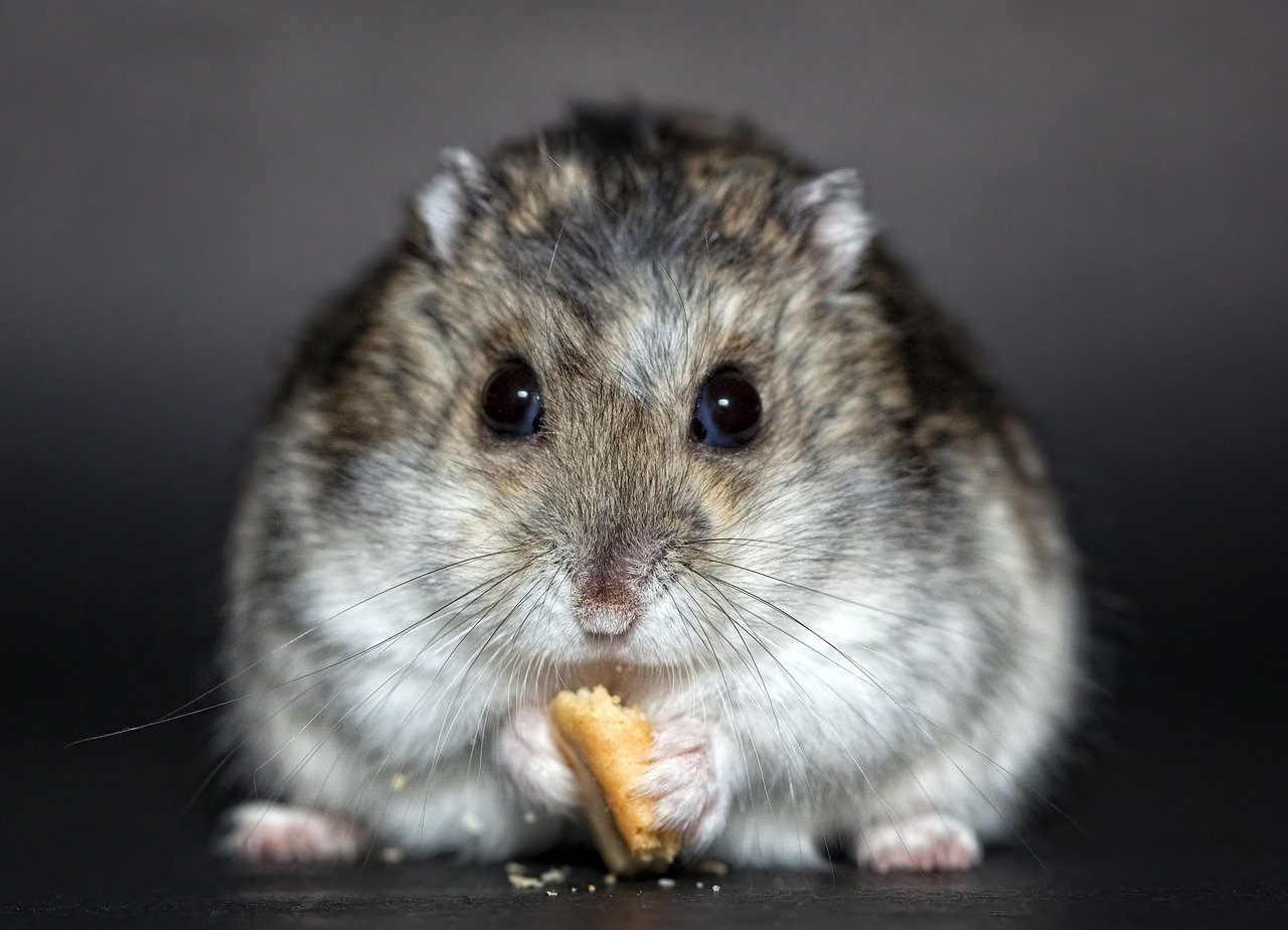 Wie Viel Kostet Ein Hamster Im Monat Wie viel kostet ein Hamster im Monat?