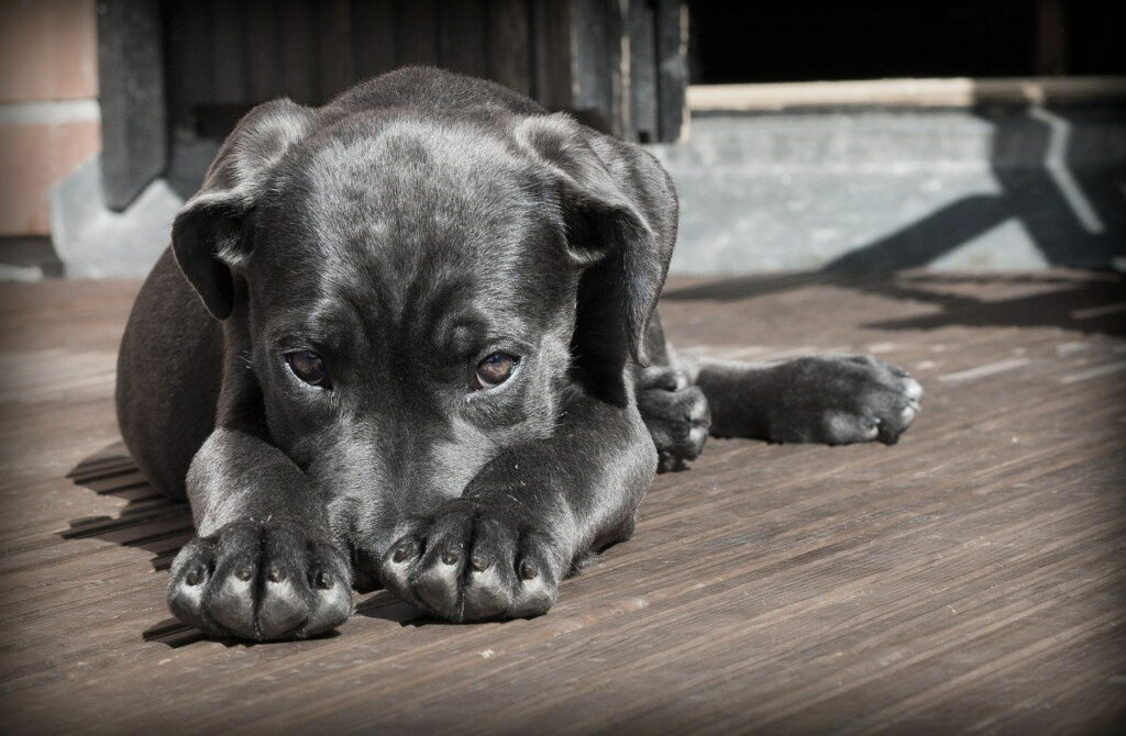 Grundausstattung für einen Hund
