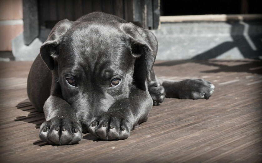 Grundausstattung für einen Hund