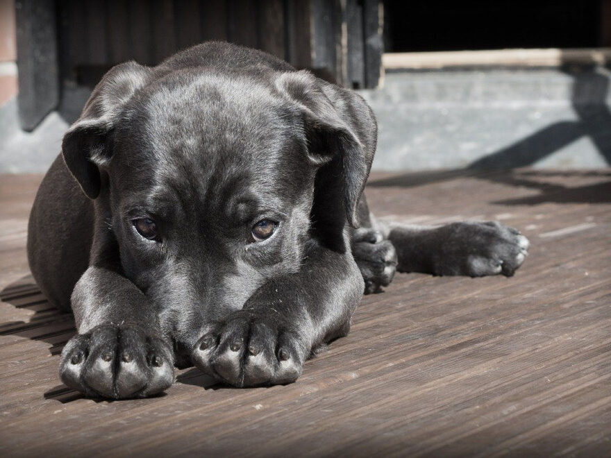 Grundausstattung für einen Hund