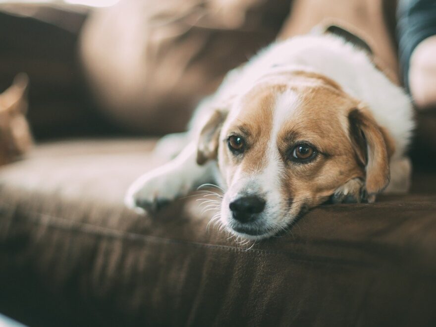 Gibt es den perfekten Einsteiger-Hund?