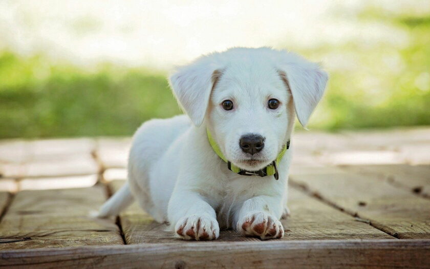 Wie viel kostet ein Hund im Monat?