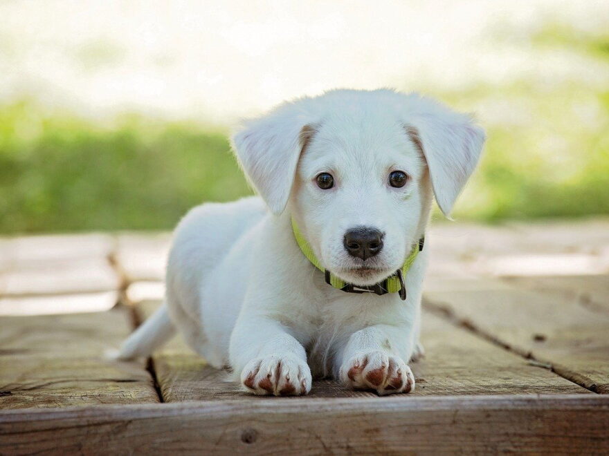 Wie viel kostet ein Hund im Monat?
