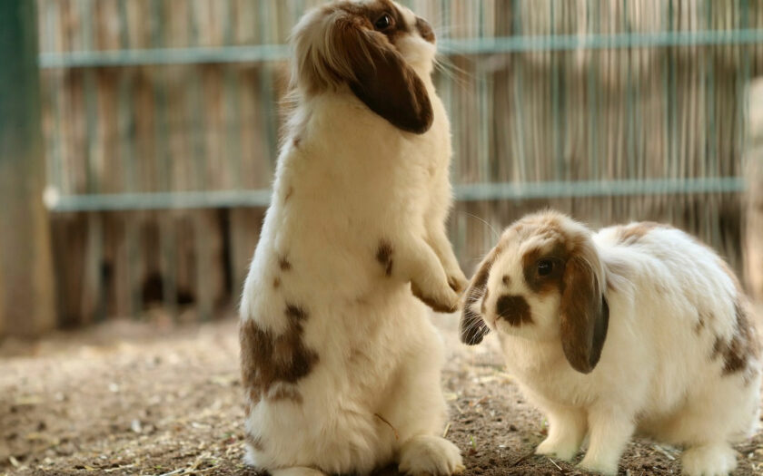 Kaninchen als Haustiere