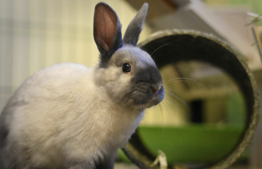 Grundausstattung für ein Kaninchen