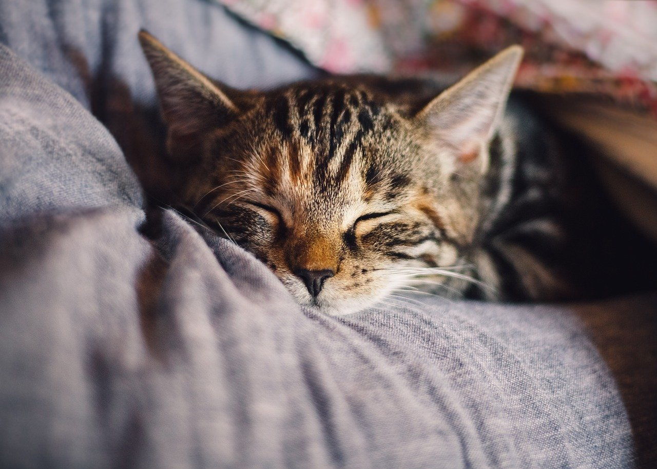 Kosten für eine Katze im Monat