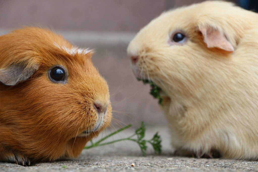 Wie viel kostet ein Meerschweinchen im Monat