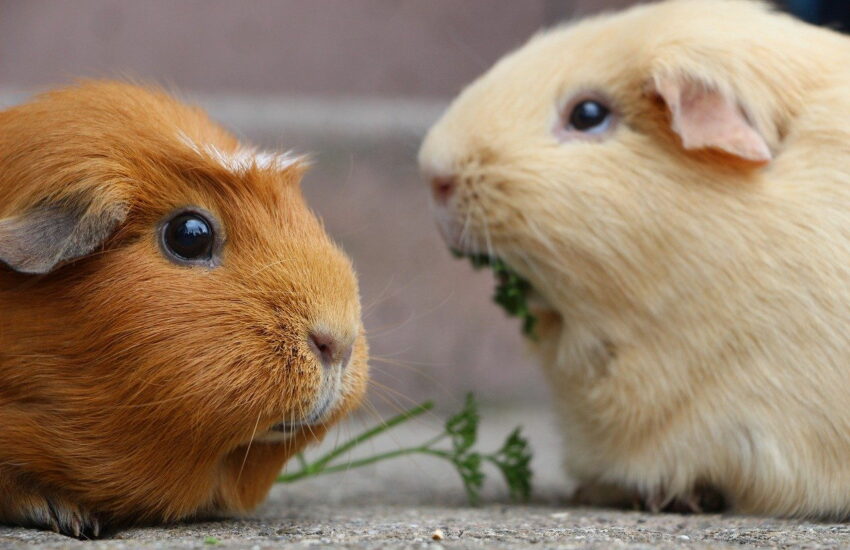 Wie viel kostet ein Meerschweinchen im Monat