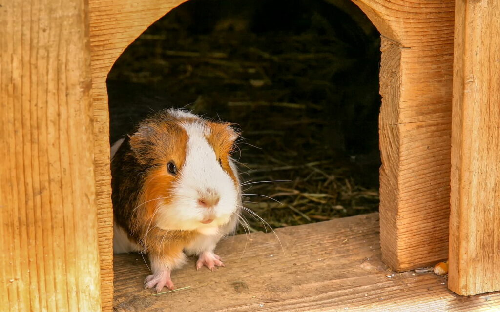 Meerschweinchen schaut aus Stall