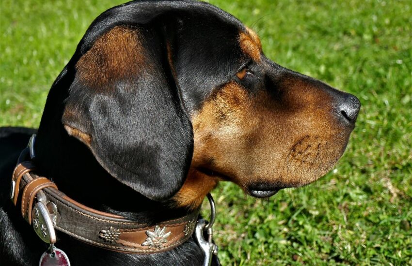 Nahaufnahme der Hundesteuermarke am Halsband