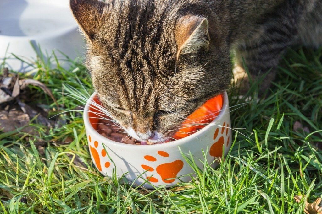 Katze frisst ihr Futter