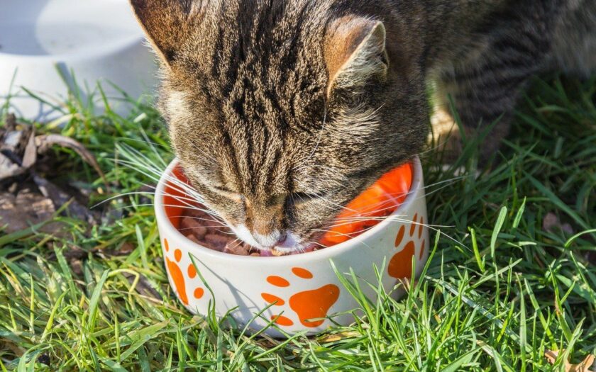 Katze frisst ihr Futter