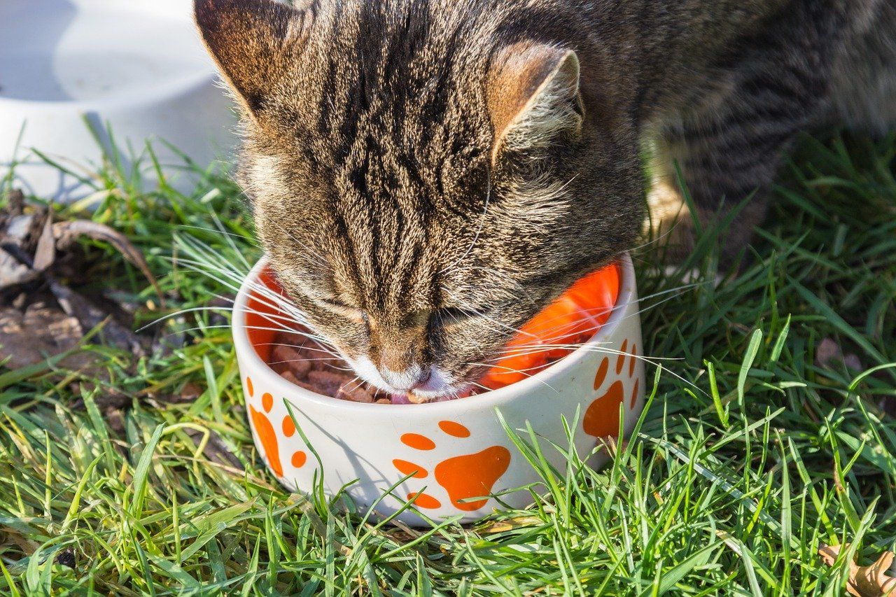 Wie viel Futter braucht eine Katze und wie teuer ist das?
