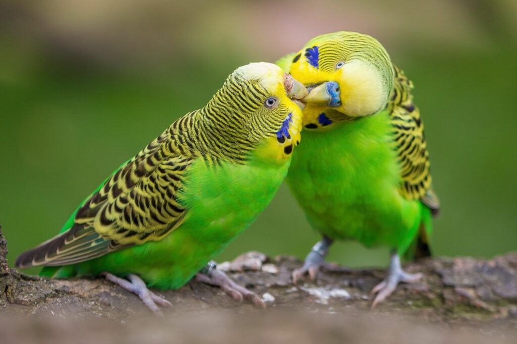 Vorteile und Nachteile vom Vogel als Haustier