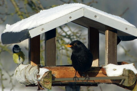 Futterhäuschen als Futterquelle für Wildvögel