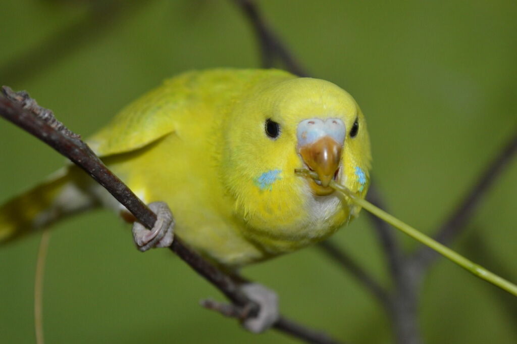 Kosten pro Monat für einen Vogel als Haustier