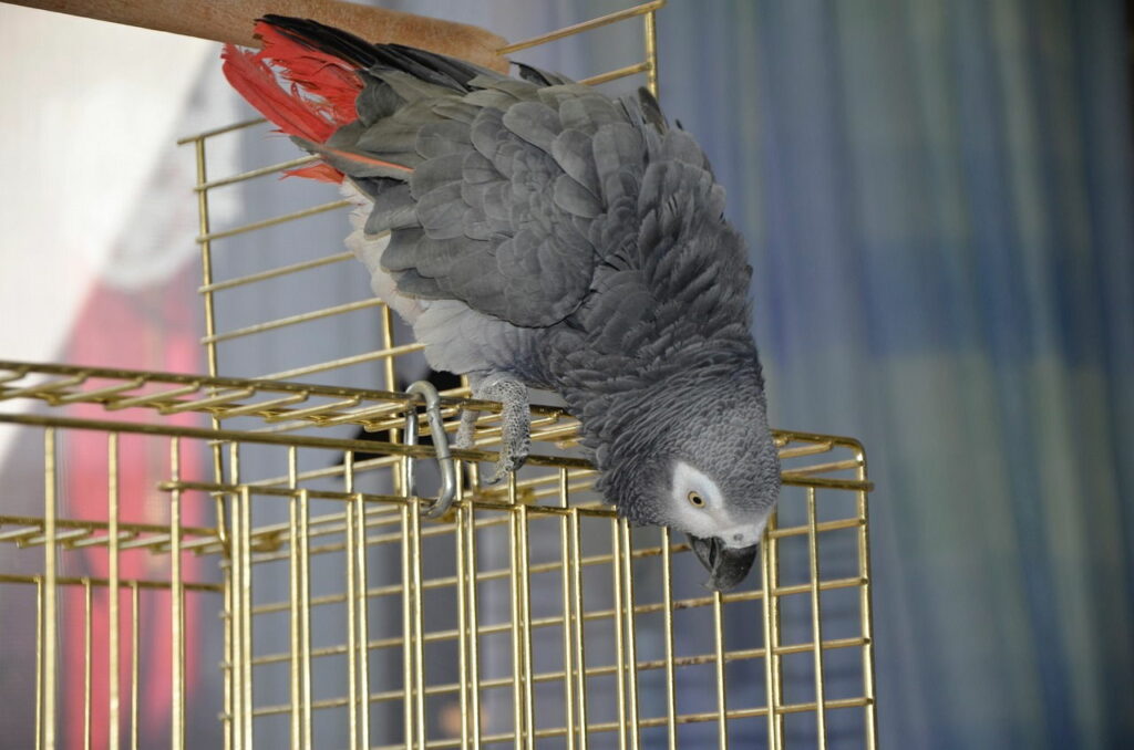 Graupapagei klettert auf Vogelkäfig