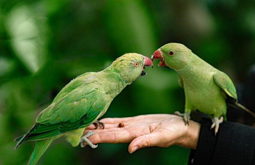 Vögel als Haustiere z.B. Papageien