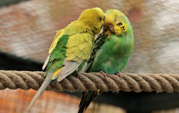 Vögel als Haustiere wie Wellensittiche oder Papageien