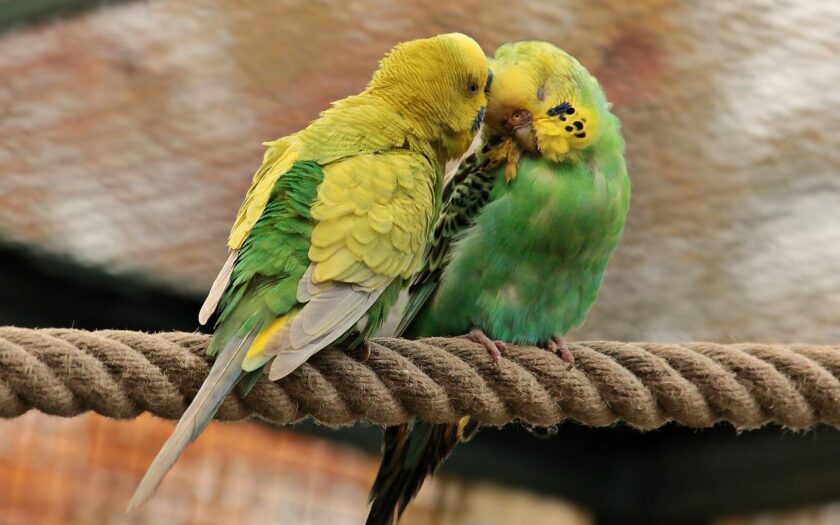 Vögel als Haustiere wie Wellensittiche oder Papageien