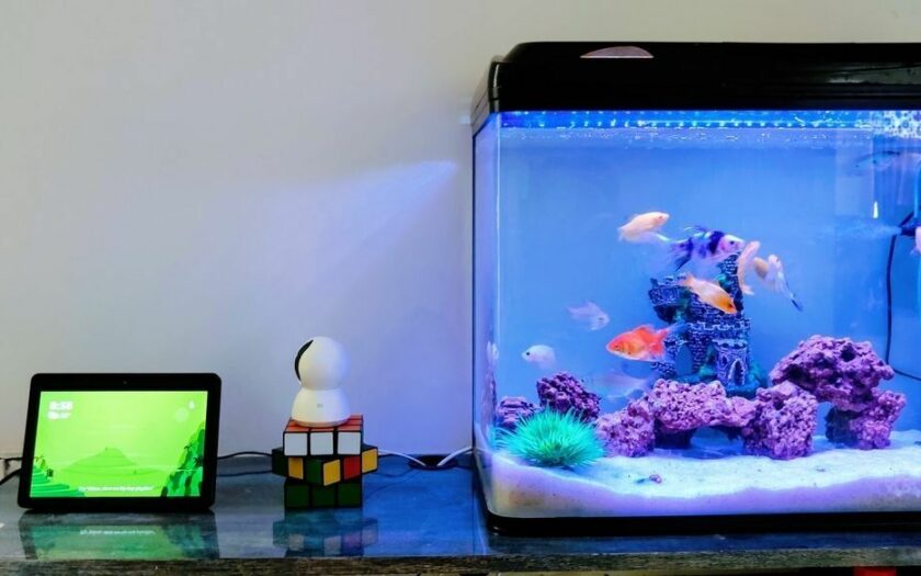 Innenfilter oder Außenfilter im Aquarium