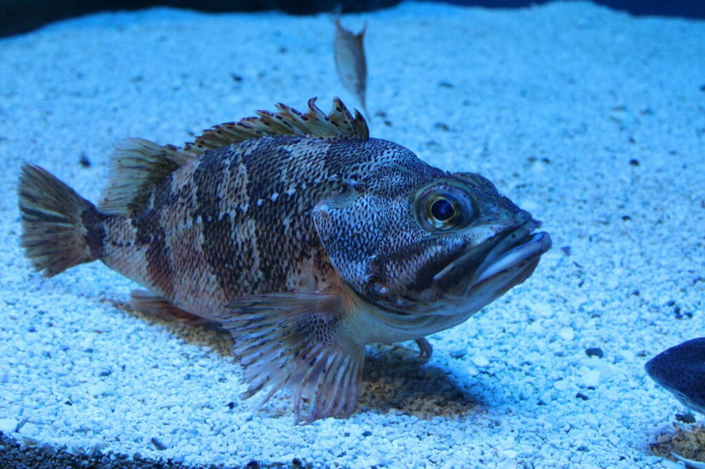 Kies als Bodengrund im Aquarium