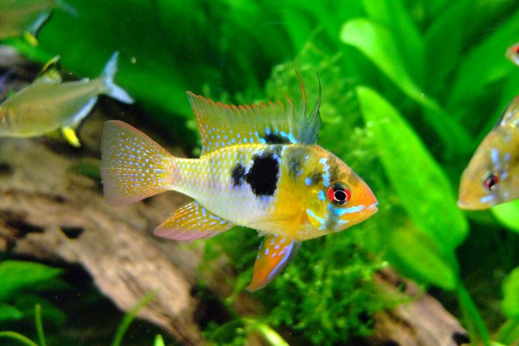 Deshalb ist der Wasserwechsel wichtig! 1 Wasserwechsel im Aquarium