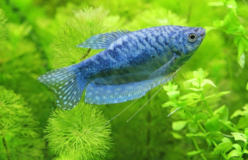 Süßwasser-Aquarium für Anfänger