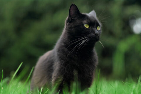 Was spricht gegen eine Katze als Haustier