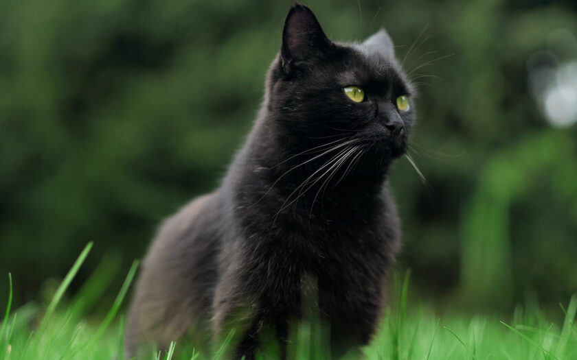 Was spricht gegen eine Katze als Haustier
