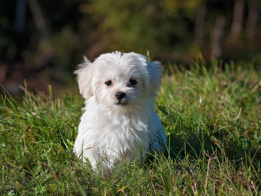 Adoption eines Hundes