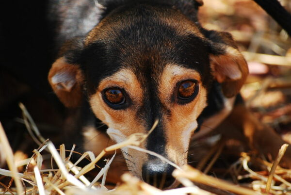 Hund aus dem Tierheim holen