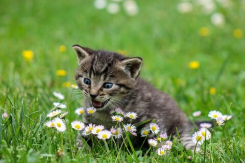 Zeit zum Spielen mit der Katze