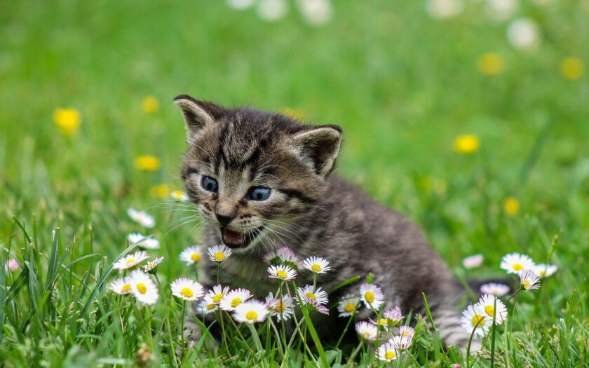 Zeit zum Spielen mit der Katze