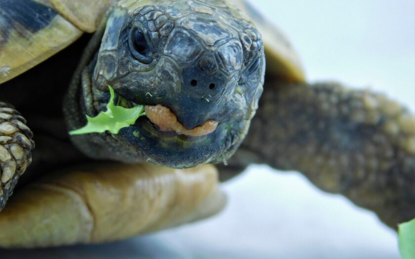 Schildkröten Haltung im Terrarium