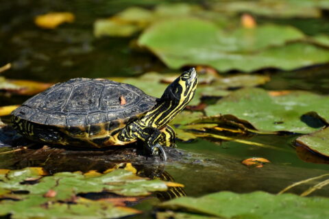 Wasserschildkröten Haltung