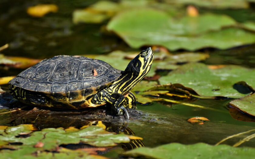 Wasserschildkröten Haltung