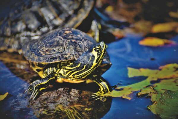 Haltung von Wasserschildkröten