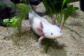 männliches Axolotl im Aquarium