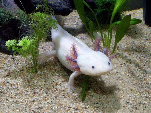 männliches Axolotl im Aquarium