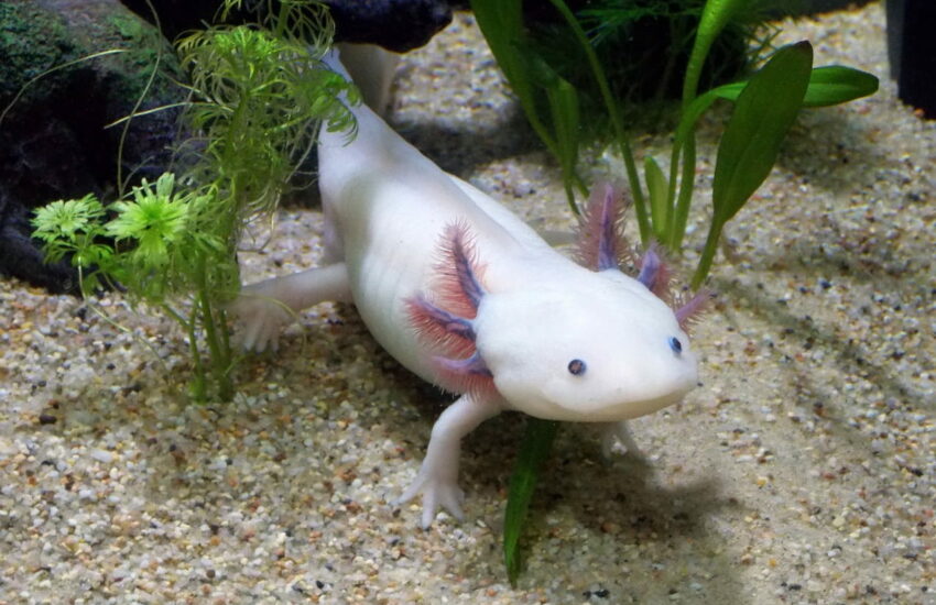 männliches Axolotl im Aquarium