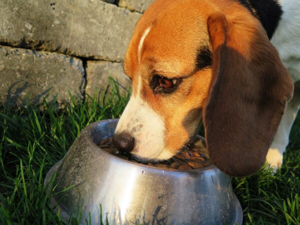 Hunde-Ernährung Hunde richtig ernähren