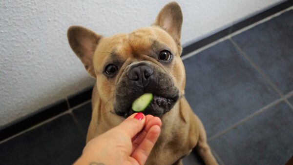 vegetarische Ernährung beim Hund