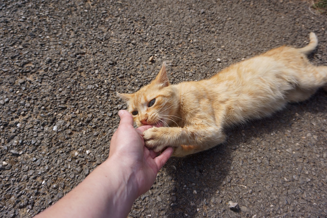 Warum Katzen kratzen und beißen – und was du tun kannst