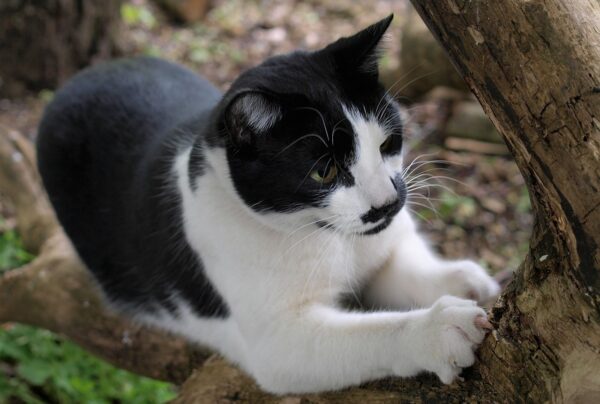 Warum Katzen kratzen und beißen