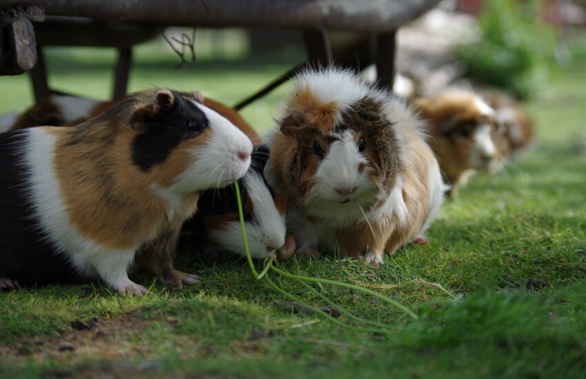 Meerschweinchenrassen unterscheiden