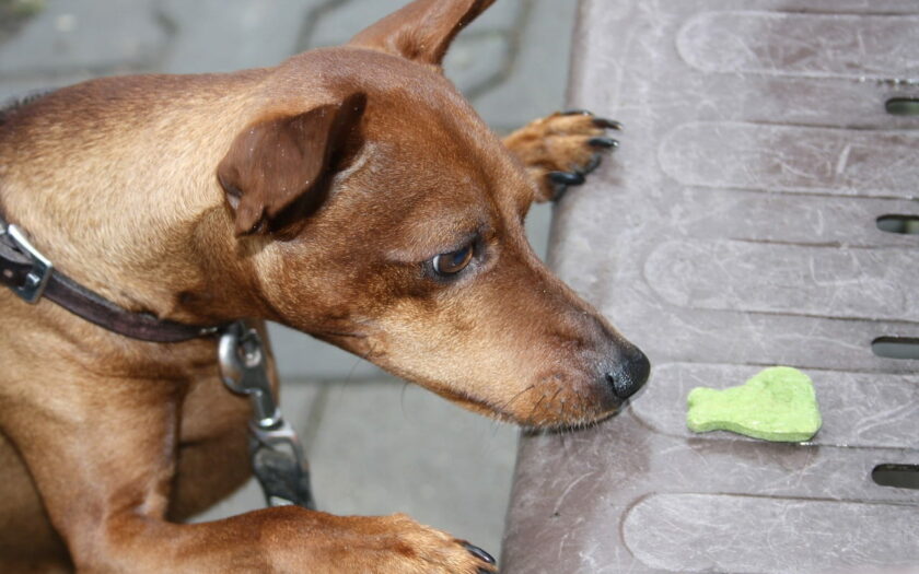 Vegane Ernährung für Hunde