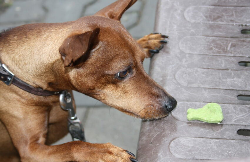 Vegane Ernährung für Hunde